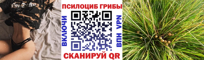 гидра ТОР  Торопец  Псилоцибиновые грибы мицелий 